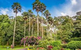 Peradeniya Botanical Garden