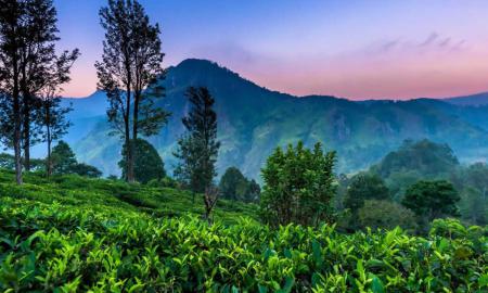 Kandy to Nuwara Eliya Day Tour