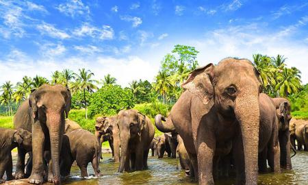 Kandy to Pinnawala Tour